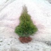 thuja-smaragd-50-70-cm-lebensbaum-smaragd-heckenpflanzen-boden-ohne-wurzelballen[1].jpg